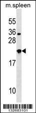 Anti-NXPH3 (N-term) Antibody