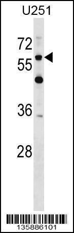 Anti-CSPG5 (C-term) Antibody