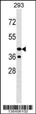 Anti-PNCK (C-term) Antibody