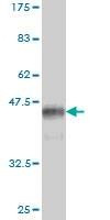 Anti-DDIT3 Antibody