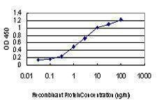 Anti-DDIT3 Antibody