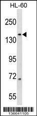 Anti-RIMBP3 (N-term) Antibody