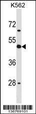 Anti-CD1D (Center) Antibody