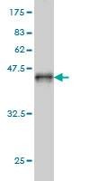 Anti-DDX54 Antibody