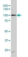 Anti-DDX54 Antibody