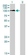 Anti-DDX54 Antibody