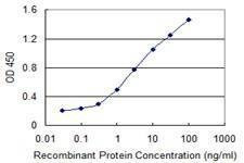 Anti-DDX54 Antibody