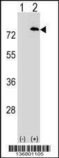 Anti-PAF1 (C-term) Antibody