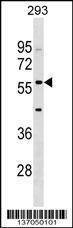 Anti-IFIT2 (Center) Antibody