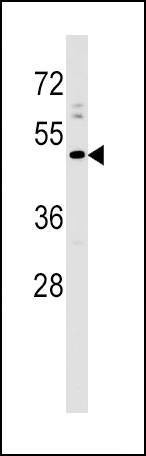 Anti-PRLHR (C-term) Antibody