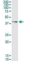 Anti-DGAT2 Antibody