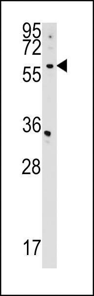Anti-CDS2 (Center) Antibody