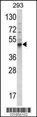 Anti-Bmp3 (N-term) Antibody