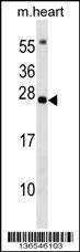 Anti-BCL7B (C-term) Antibody