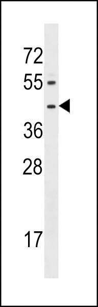 Anti-FPR1 (Center) Antibody