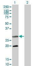 Anti-DIABLO Antibody