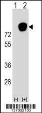 Anti-HNRNPR (N-term) Antibody