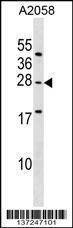 Anti-EPDR1 (Center) Antibody