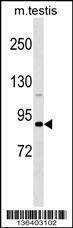 Anti-DDX4 (N-term) Antibody