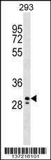 Anti-PEF1 (Center) Antibody