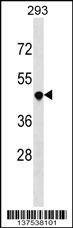 Anti-TNFRSF25 (Center) Antibody