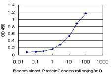 Anti-DLX3 Antibody