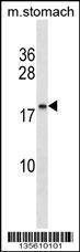 Anti-C9orf7 (C-term) Antibody