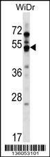 Anti-GPR84 (Center) Antibody
