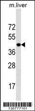 Anti-NKX2-5 (Center) Antibody