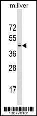 Anti-SPRY2 (N-term) Antibody