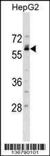 Anti-NFIB (Center) Antibody