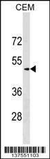 Anti-SCG3 (C-term) Antibody