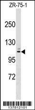 Anti-MARCH10 (Center) Antibody