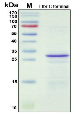 Recombinant Mouse LTBR (C-terminal) Protein