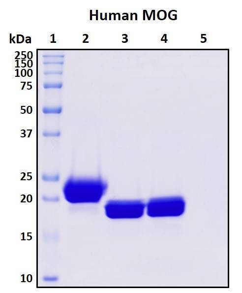 Recombinant Human Myelin-oligodendrocyte glycoprotein, MOG