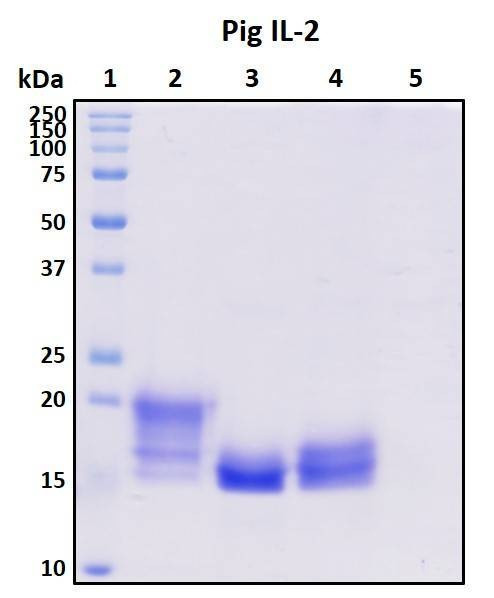 Recombinant Porcine (pig) IL-2 Protein, HEK293