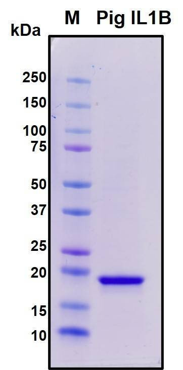 Recombinant Porcine (pig) IL-1b Protein, HEK293