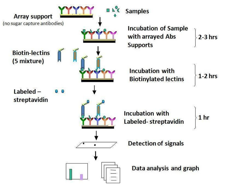Human Glycosylation Array 2000