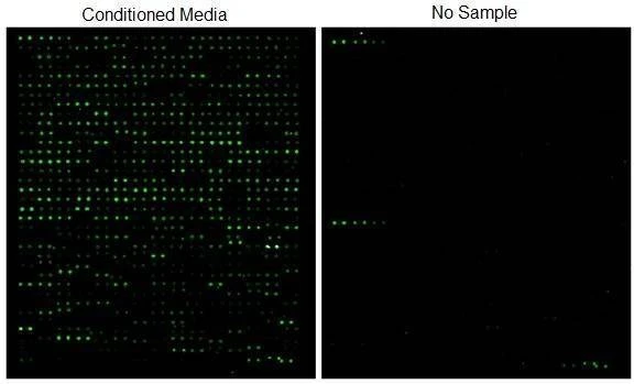 Human Glycosylation Array L3
