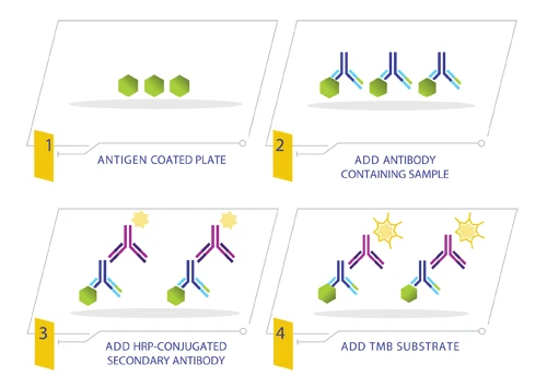 COVID-19 Human IgA ELISA Kit