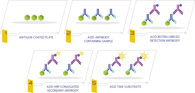 COVID-19 Human IgA ELISA Kit