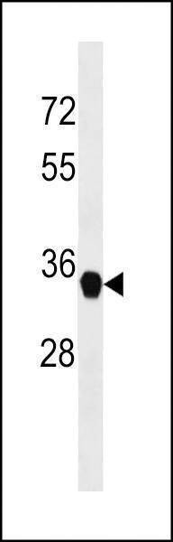 Anti-FAM164A (C-term) Antibody