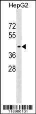 Anti-WIPI1 (Center) Antibody