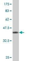 Anti-DND1 Antibody