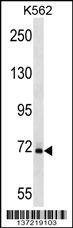 Anti-SAMHD1 (Center) Antibody