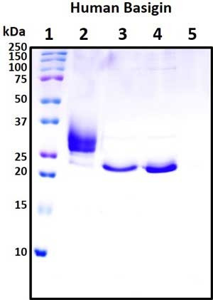 Recombinant Human Basigin Protein