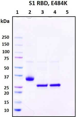Recombinant SARS-CoV-2 S1 Subunit Protein (RBD), mutant E484K