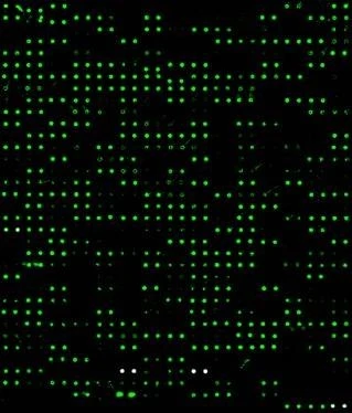 Rat Proteome Profiling Array L2 (500-Plex, Glass Slide)