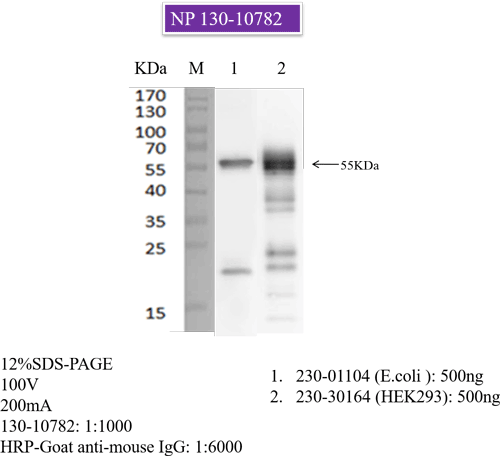 Anti-SARS-CoV-2 N-Protein Antibody