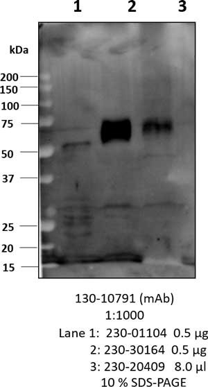 Anti-SARS-CoV-2 N-Protein Antibody